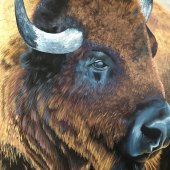 Andrea Moroz - "Buffalo” – http://www.theartofandie.com/