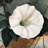 Shirley Pearsall – “Moonflower” – spearsall47@gmail.com