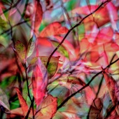 Robbi Ling Montgomery - "Autumn Lights” – http://www.robbilingmontgomeryimages.com/