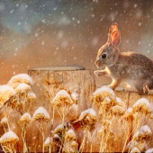 Maureen Ravnik – “Snow Bunny” – http://www.maureenravnik.crevado.com/