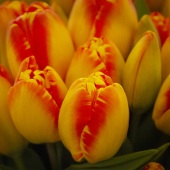 Patricia Schnepf – “Tulips - Thoughts of Spring” – http://www.patriciaschnepfphotography.com/