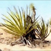 Margie Key Reed – “Yucca - JTNP” – http://www.margiekeyreed.com/