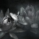 Jennifer D Podor – “Twin Water Lily” – http://mcpodphotography.com/