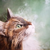 Katarina Ondrisikova - "Maine Coon” – http://www.okart.co.uk/