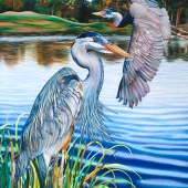 Nancy Jacey – “Great Blue Herons” – http://www.nancyjacey.com/