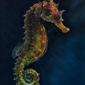 Svetlana Kushkova - "Seahorse” – kushkovas@gmail.com