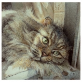 Dazhao Su - "Lazy Cat” – 497626009@qq.com