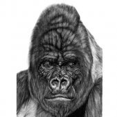 Matt Horn - "Silverback” – http://matthornart.com/