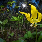 Slocomb (1) Img #4 Glacier Lily