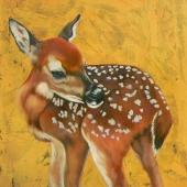 Riggs (1) Img #1  Fawn