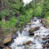 DeWitt (1) Img #2 A Mountain Stream Near Guanella Pass