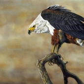 Hon. Mention - Painting - Ansell (1) Img #2  African Fish Eagle