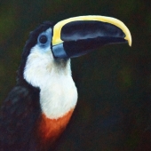 Jaeger (2) Img #1 Yellow-Ridged Toucan