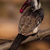 Patel (1) Img #3  Berry Interesting (Hornbill with Berry)