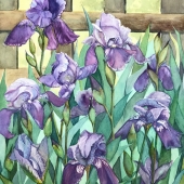 Mary Sue Veerkamp-Schwab - “Sweet Iris” - msvschwab@gmail.com