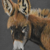 Avery Anderson – “Red Donkey” - www.averyandersonanimalart.com