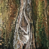 Linda Steele - " Sleeping Screech Owl” - steeleoriginals@comcast.net