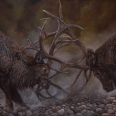 Jaimie Barchus – “Dominance” –www.jaimieannette.wixsite.com/jabwildlifeart