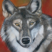 Avery Anderson – “Autumn Wolf” – www.averyandersonanimalart.com