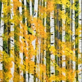 Patricia Cloud – “Birches in Sunlight” - trishal0u@aol.com