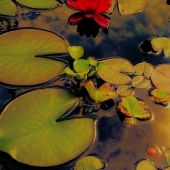 Kelley Jakelis – “The Calming of Quiet Lilypads and the Red Lotus Bloom”