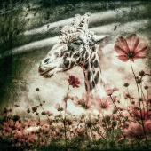 6th  Place  - Ilona Abou-Zolof - “Giraffe's Paradise”