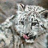 D - 4th Place - OA  - Evans-C (1) Img #2  Sneachta (Snow Leopard Cub)