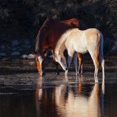 Cowart (1) Img #4  Colt And Mare