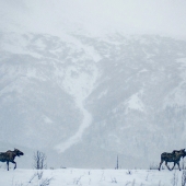 FERRU (1) Img #1  3 Moose in a Snowstorm