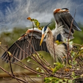 Friedkin (1) Img #3  Protecting Her Nest