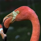 Kelley (1) Img #3 Flamingo in Profile