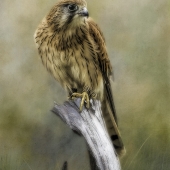 6th Place - Photo - Powell (1) Img #2 - Kestrel