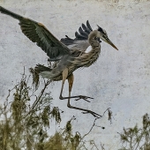 9th Place - Photo - Friedkin (1) Img #4  Great Blue Heron Fledgeling Landing