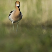 HM - Photo - Bryant (1) Img #1  American Avocet