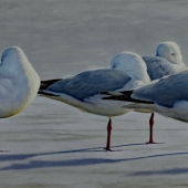 Jarrett (1) Img #5 'Winter Gulls' Silver Gulls