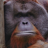 Orangutan