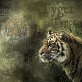 Rainey (1) Img #4  Tyger Tyger