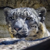 Wiens (1) Img #1 Snow Leopard