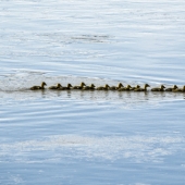 Wiens2 (1) Img #2 Canada Geese with Goslings