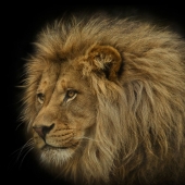 9th Place – Overall - Lou Ann Goodrich - “The Pride's Dominant Male” – www.louanngoodrich-photoartist.com