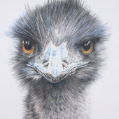 Ro Bancroft - “Emu” – www.robancroftart.pb.studio