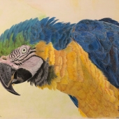 Deepti Mohile - “Colorful Macaw” –  deepti.1224@gmail.com