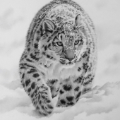 Marie Curran - “Snow Leopard” –  www.mariecurran.artweb.com