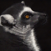 Esther Gane - “That Lemur Lokk” –  esther.gane@outlook.com
