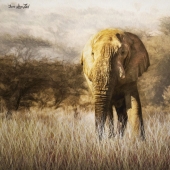Ilona Abou-Zolof - “African Elephant Bull” – www.zolof.net