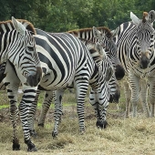 Sandy Friedkin - “Zebras” – www.viewbug.com/members/Sandy1942