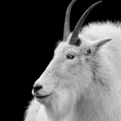 Don Jacobson - “Mountain Goat” – www.donjacobsonphoto.com
