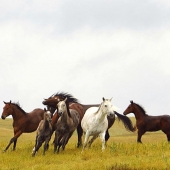 Michele Munyak - “Wild Horse Herd Wyoming” –  munyak@att.net