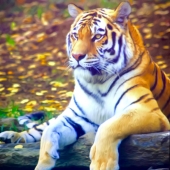Stephen Smith - “Amur Tiger at Repose” –  www.stephendsmithphotography.com