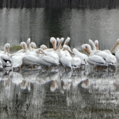 Richard Schoellhorn - “White Pelicans in the Laguna” – breakpar@sonic.net